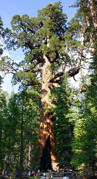 324px-Grizzly Giant Mariposa Grove