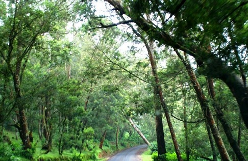 on the Way to Masinagudi forest trail